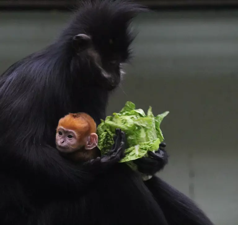 Baby Francois langur pokes head out from under Mum's arm as she eats lettuce
