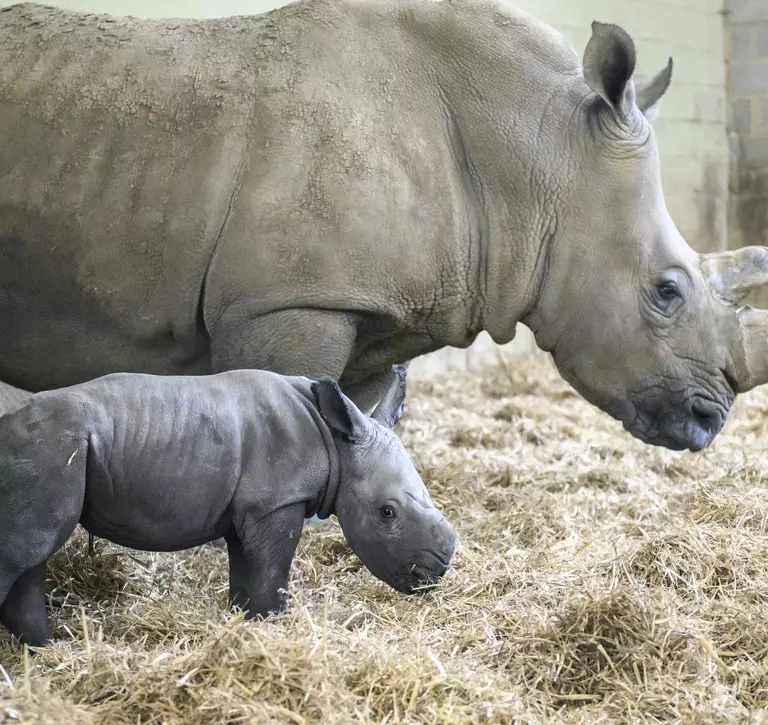 Baby rhino standing on hay, next to mother in barn