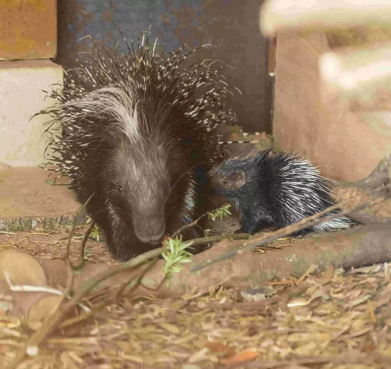 Baby and Mum porcupine looking for food in indoor den