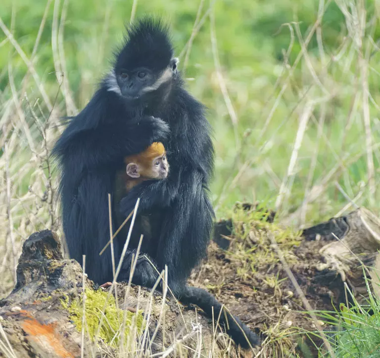 Baby Francois langur pokes head out from under Mum's arm where he is partially hidden. 