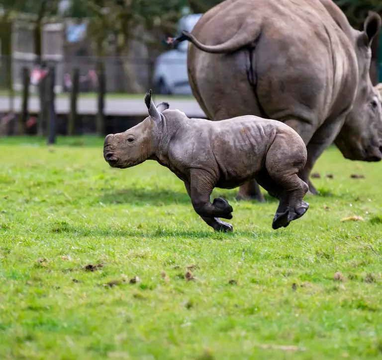 Baby rhino running through the grass field