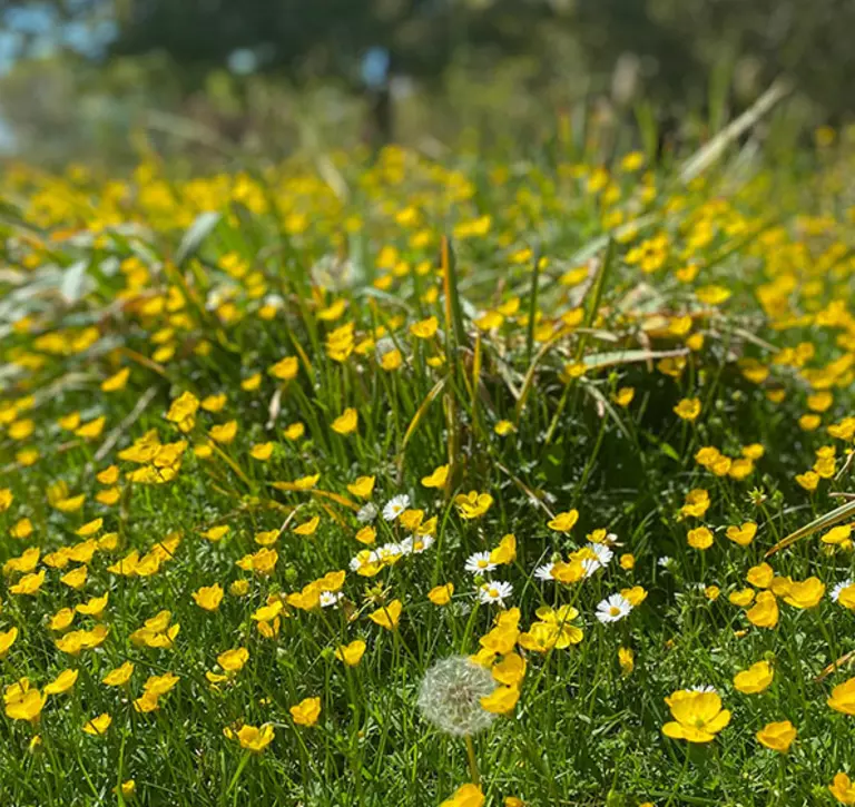 buttercups at whipsnade