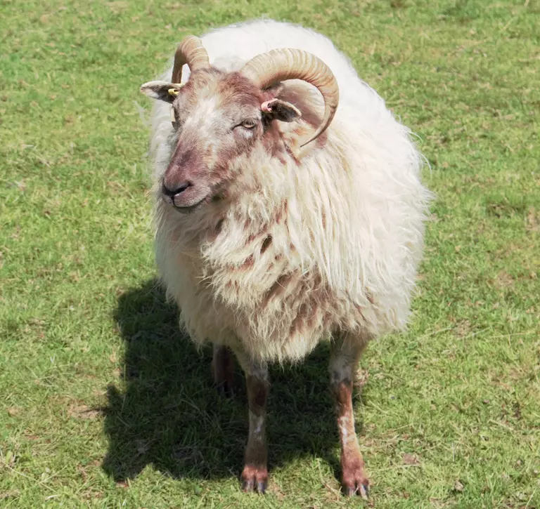 Boreray sheep at Whipsnade zoo