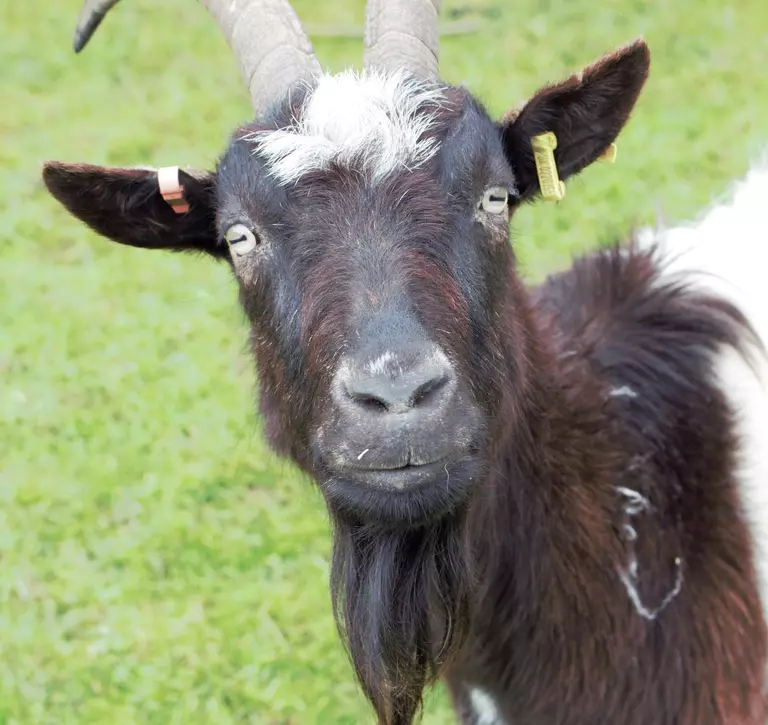 Gary the Bagot goat at Whipsnade Zoo