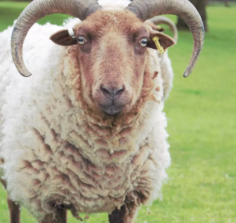 Manx loaghtan sheep at Whipsnade zoo