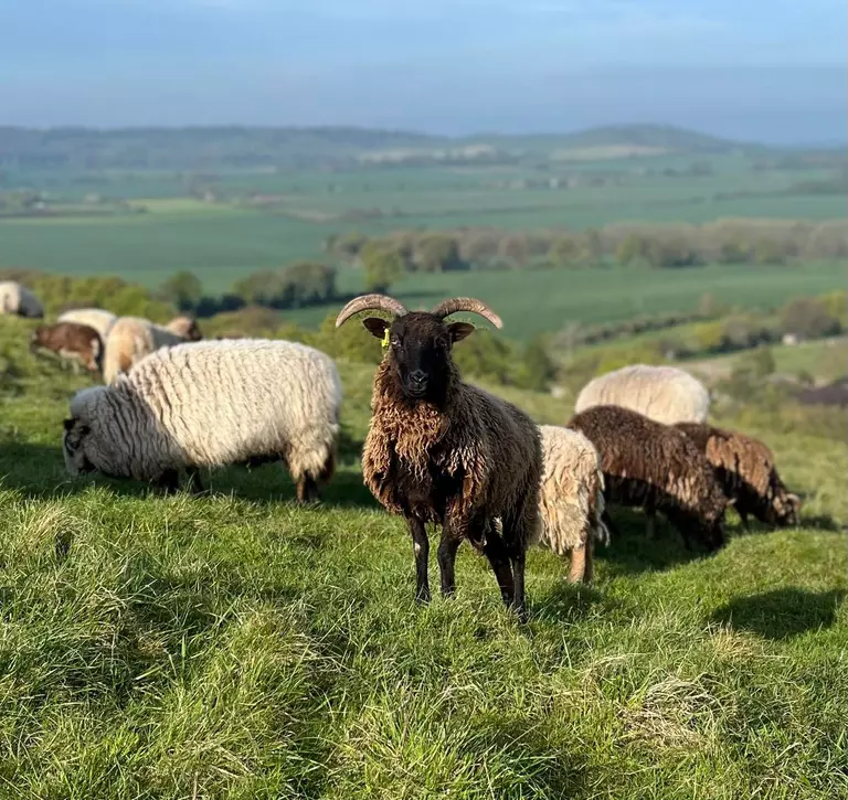 Soay sheep at Whipsnade zoo