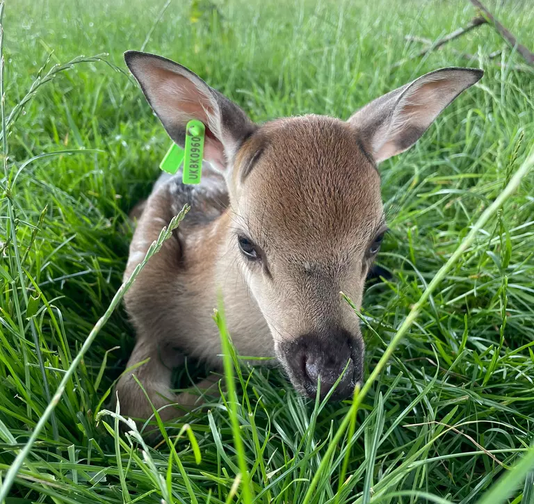 A newborn Sika deer fawn lying in the grass