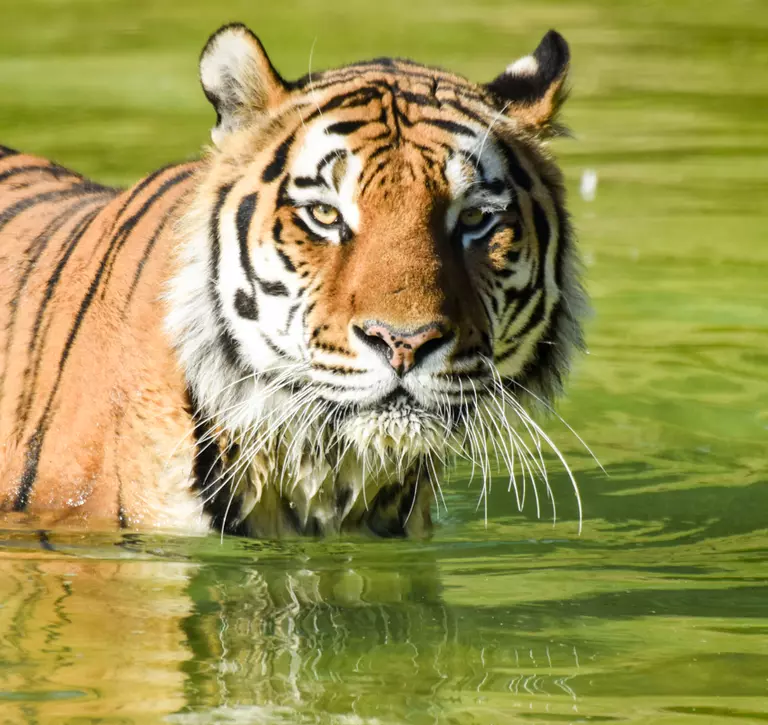 Miron tiger at Whipsnade