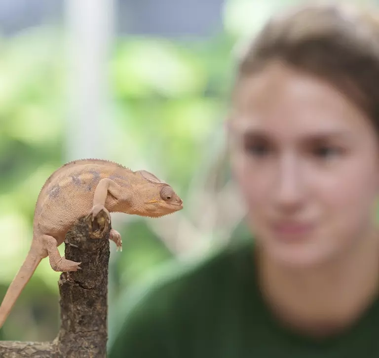 Lucy Herbert and panther chameleon at whipsnade weigh in 