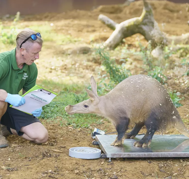 Keeper Olly Bosher notes down the weight of aardvark Dobby at the Whipsnade Zoo annual weigh in