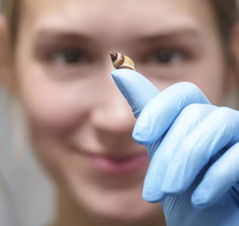 Keeper Lucy Herbert holds a extinct in the wild partula snail on her thumb during the Whipsnade Zoo annual weigh in