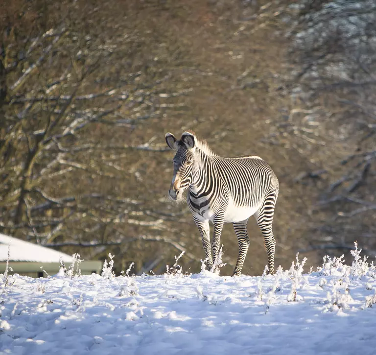 A Grevy's zebra stands atop a snowy hill in front of several snow laden trees