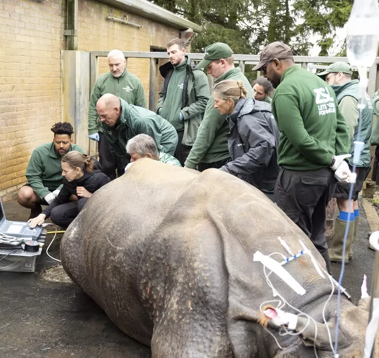 Beluki the greater one horned rhino's keepers and vets from Whipsnade Zoo gather to see her ultrasound scan, performed by specialists from IWZ 