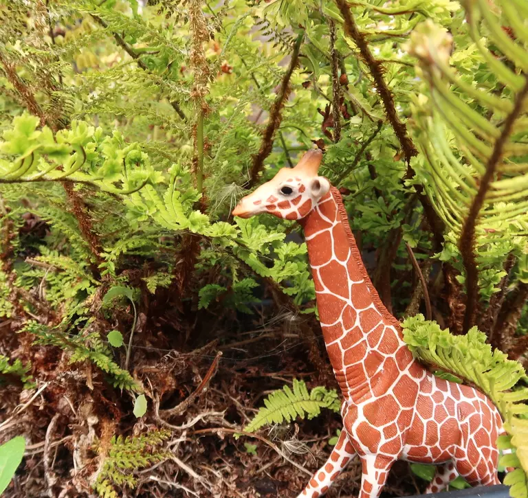 toy giraffe in ferns