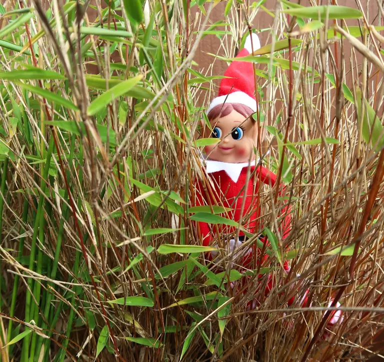 elf on the shelf hiding in tall grass