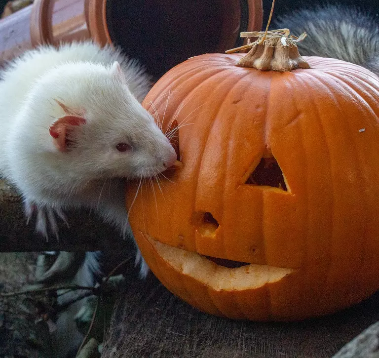 Halloween Ferrets sniffs out pumpkins