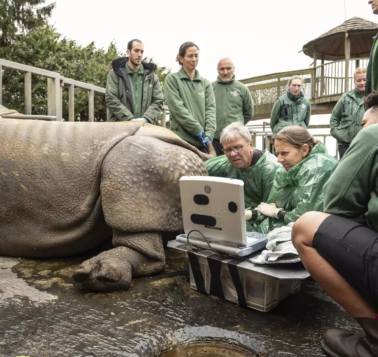 Greater One Horned Rhino Behan being examined via ultrasound, with vets and keepers gathered around to read the scan