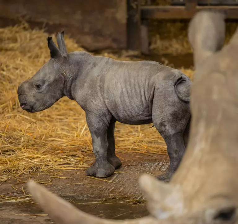 Baby southern white rhino born in October at Whipsnade Zoo