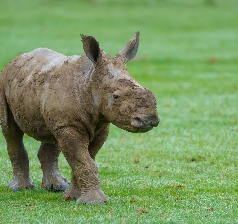 Southern white rhino calf surveys the outside for the first time at Whipsnade Zoo