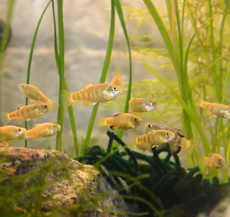 A shoal of Boxer pupfish 