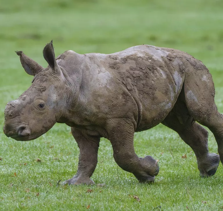 Southern white rhino calf born Oct exploring outside home for first time