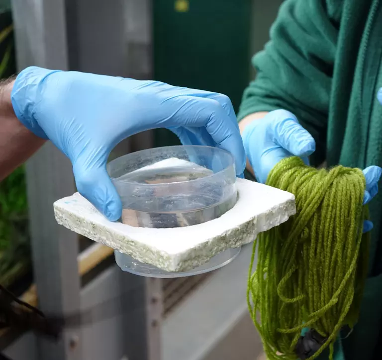 Keepers at Whipsnade Zoo collecting Boxer pupfish eggs