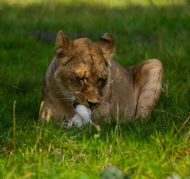 African lion at Whipsnade