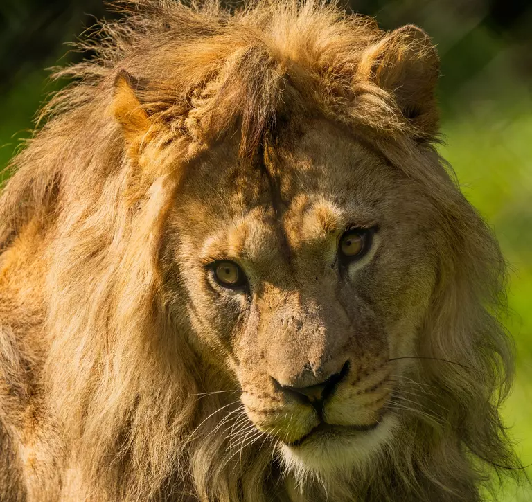 African lion at Whipsnade