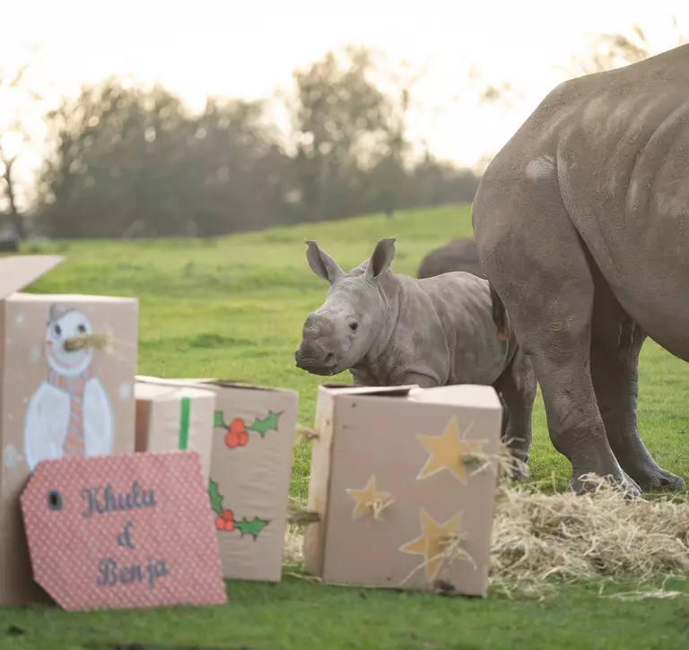 Rhino calf enjoying Christmas presents