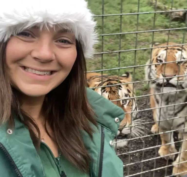 Keeper Angela in a Santa hat with two tigers at Whipsnade Zoo