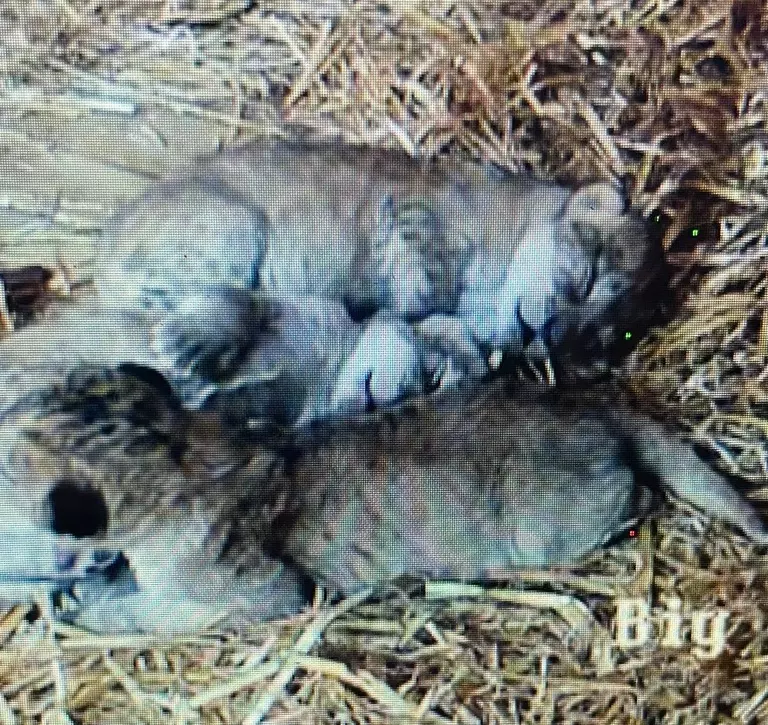 Three newborn African lion cubs sleeping peacefully in their den at Whipsnade Zoo