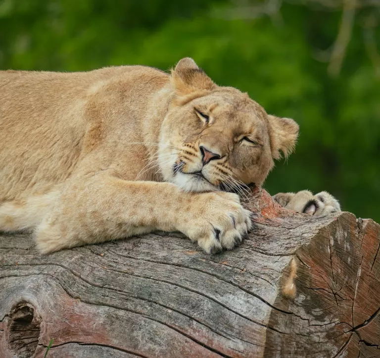 Mum winta sleeping on a log 