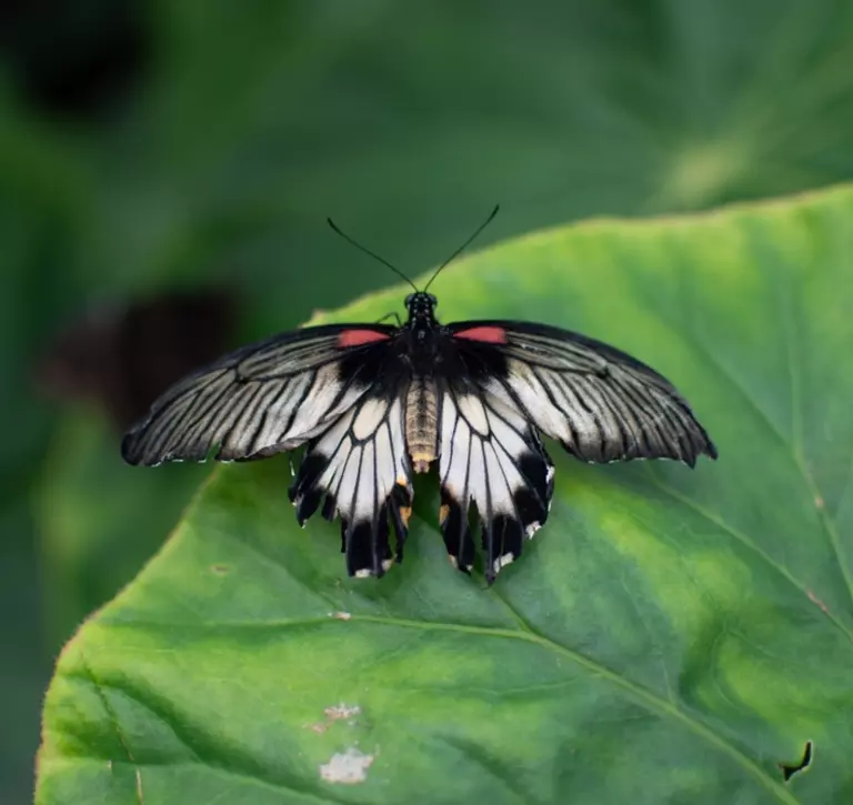 Yellow mormon butterfly