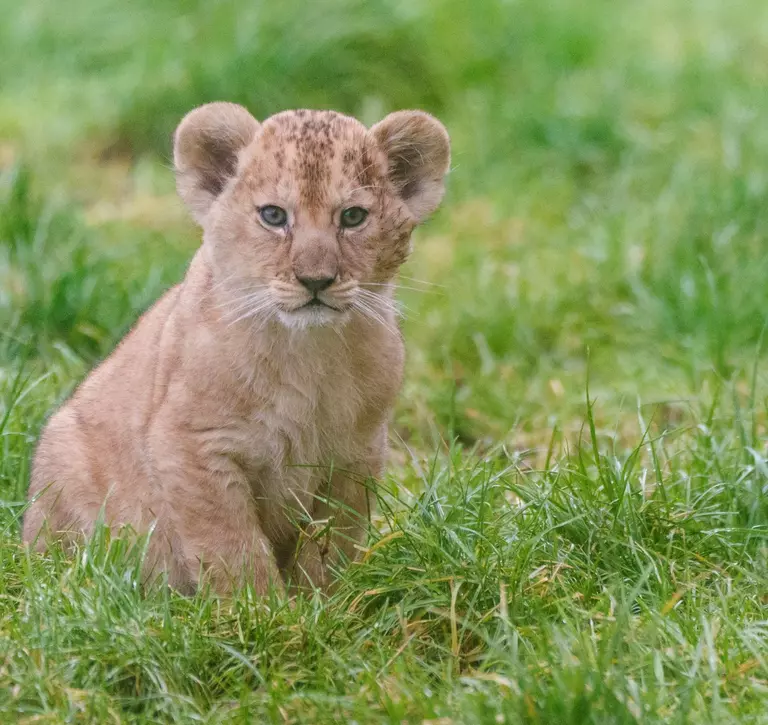 A lion cub sits amongst the grass