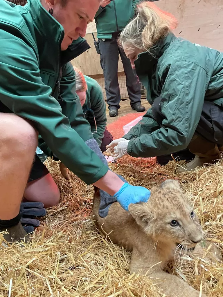 Keepers assist vets in giving a lion cub its first health check