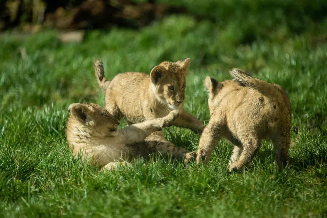 A trio of lion cubs playfighting in the grass