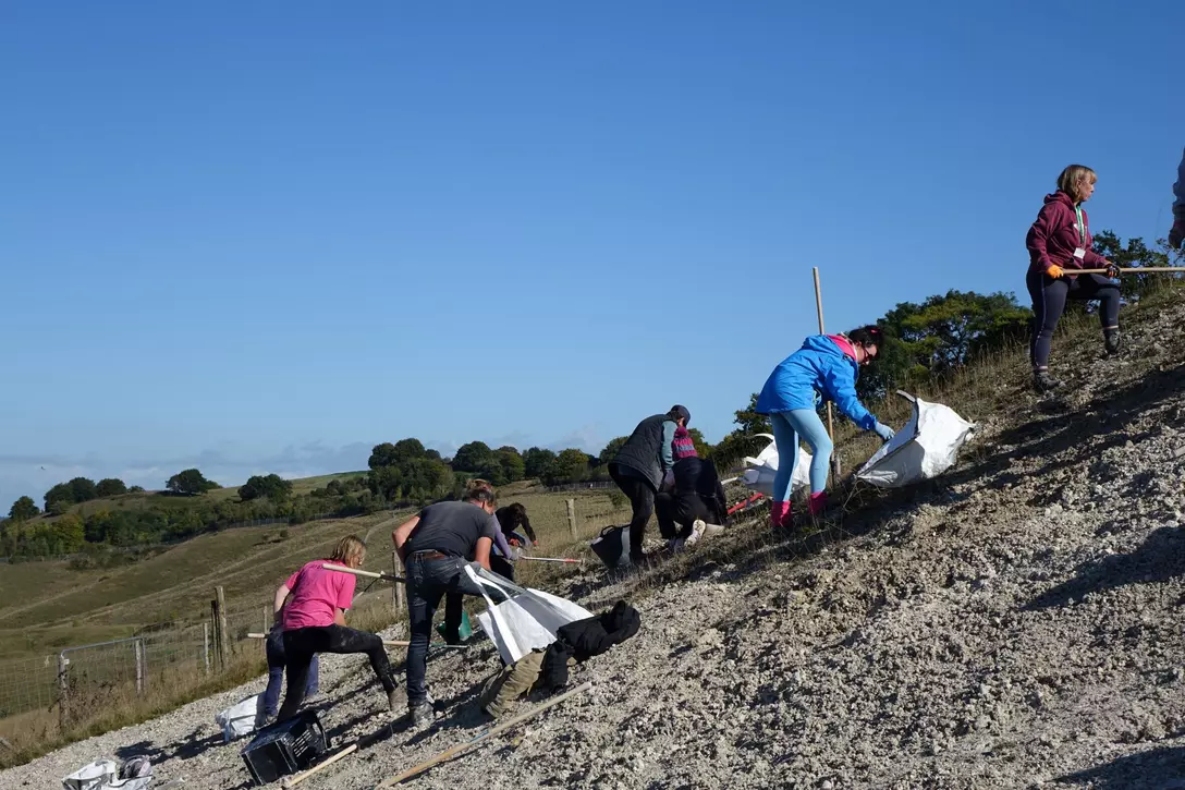 Volunteers working on the white lion
