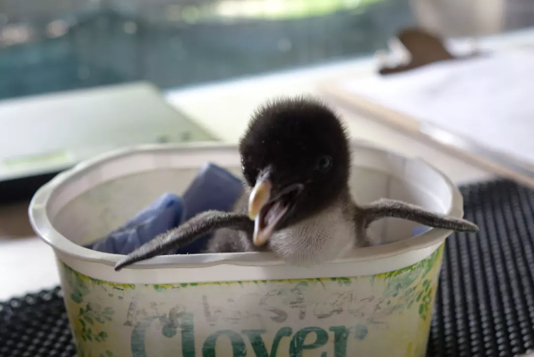 The rockhopper chick being hand-reared by whipsnade zoo keepers