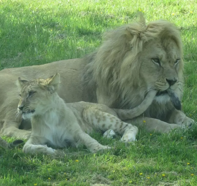Malik playfully biting the tail of one of his cubs (c) Whipsnade Zoo.jpg