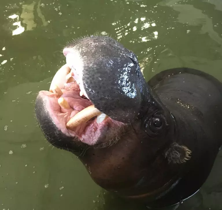 A pygmy hippo showing its teeth in the pool 