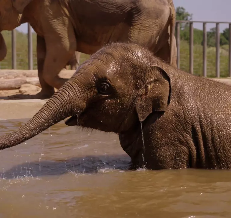 Nang Phaya the Asian elephant playing in the pool