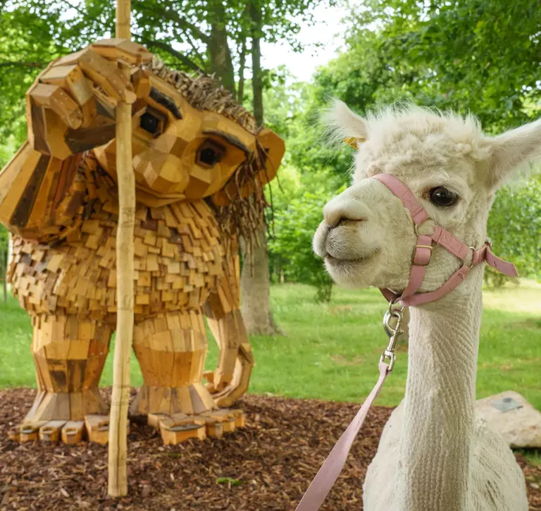 Ica the alpaca and birch the troll