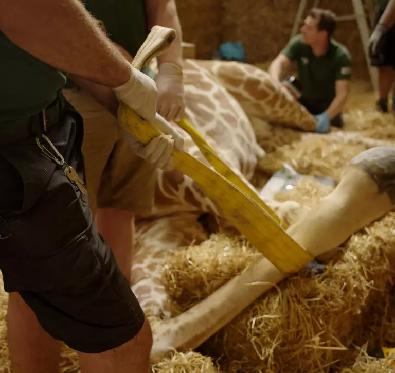 Keeper holds Bashu the giraffe's leg in place with a yellow strap during his procedure