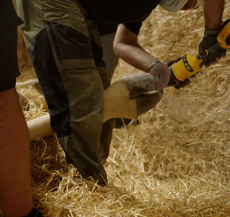 Farrier filing down Bashu the giraffe's hoof during his procedure