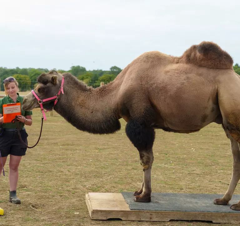 Christina Risbridger weighs male Bactrian camel Oakley 