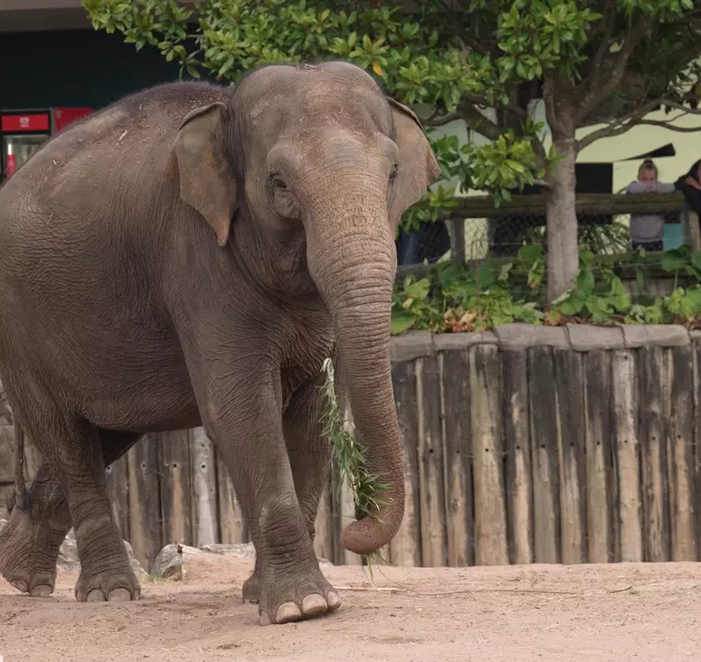 Karishma exploring her new home at Chester Zoo