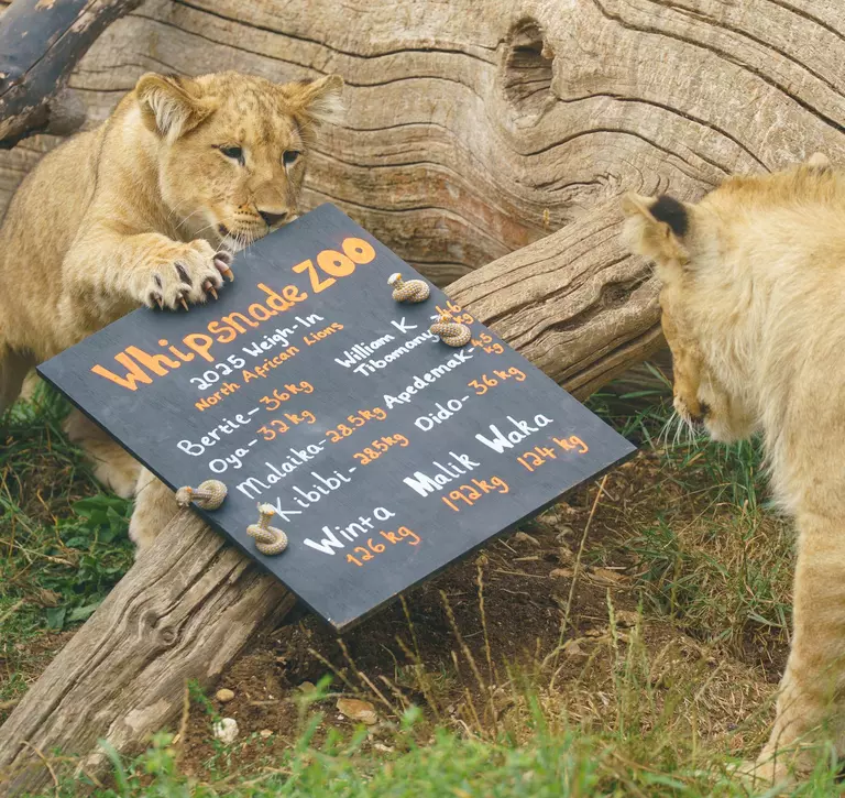 Northern african lion cubs see how they measure up at the Whipsnade Zoo weigh-in