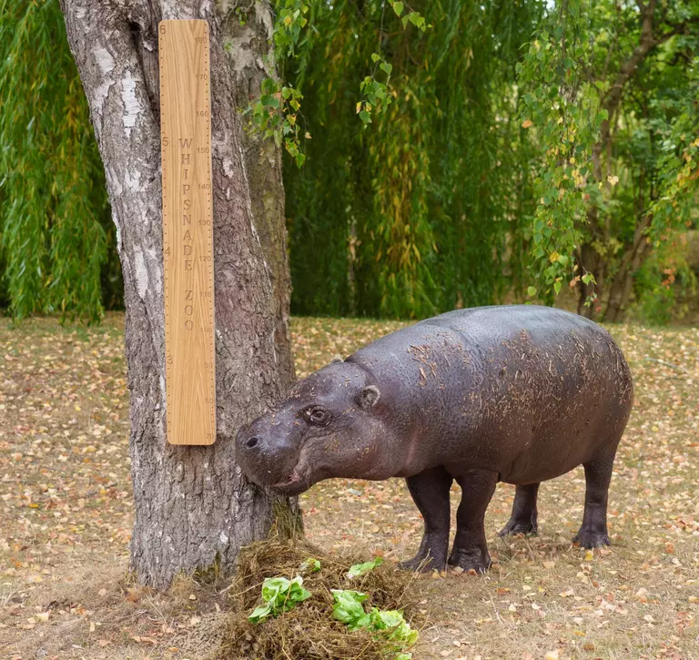 Tapon the pygmy hippo gets measured during the Whipsnade Zoo annual weigh-in