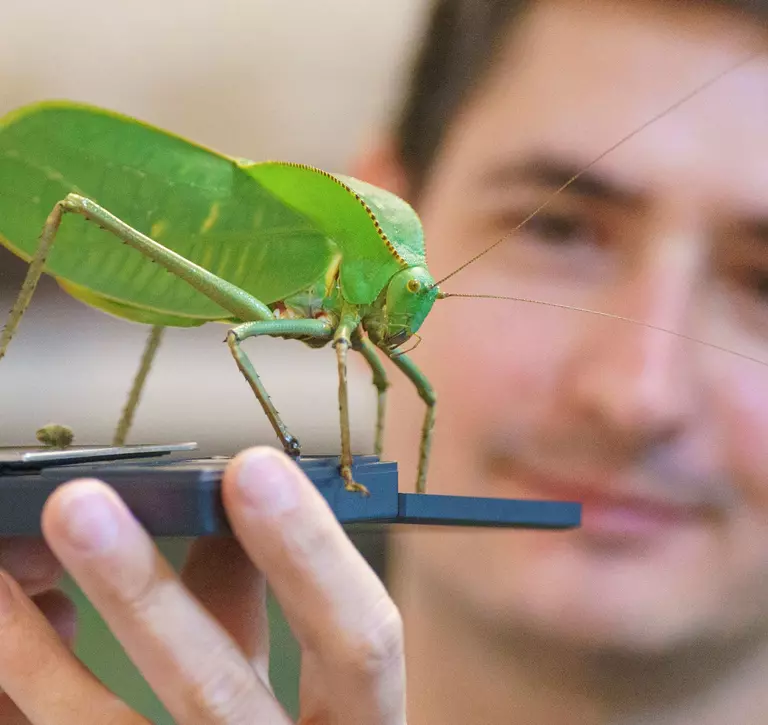 Thomas Maunders weighs an adult katydid