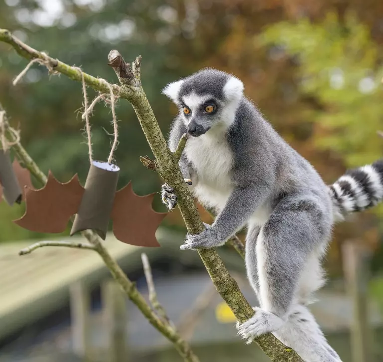 Halloween at Whipsnade Zoo